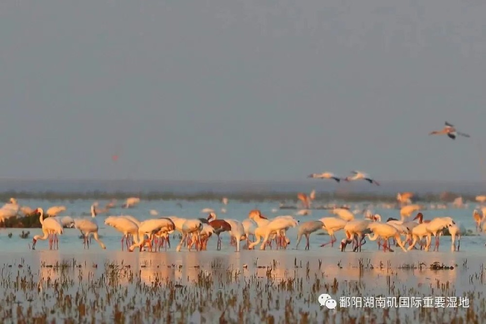 【候鸟学院】冬季到鄱湖来观鸟丨江西省“省鸟”——白鹤