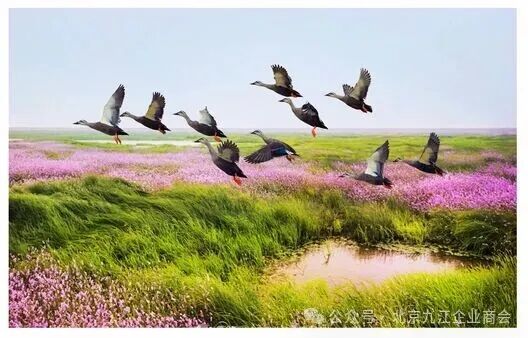 北京九江企业商会——积极参与第四届鄱阳湖国际观鸟季共建活动的倡议书