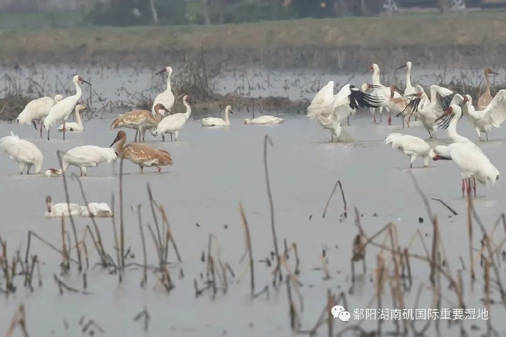 【候鸟头条】鹤舞鄱湖吹响号角