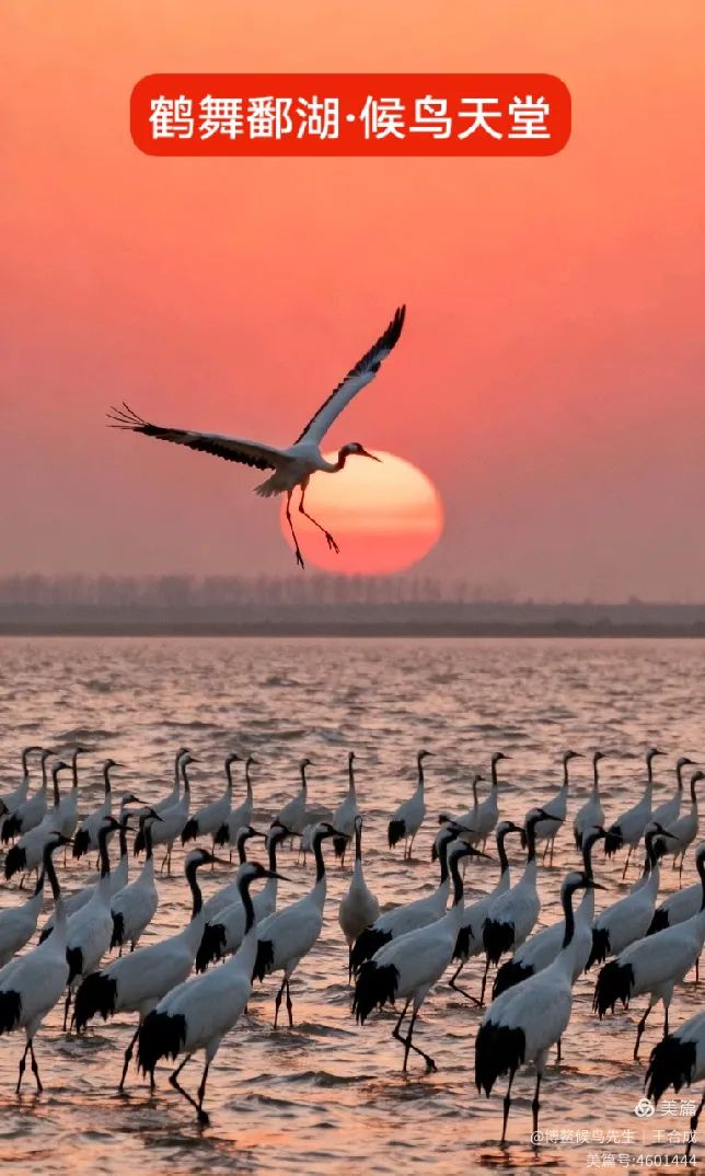 候鸟生活成就银发老人的“第二春”——博鳌候鸟先生第三届长寿产业大会主题发言